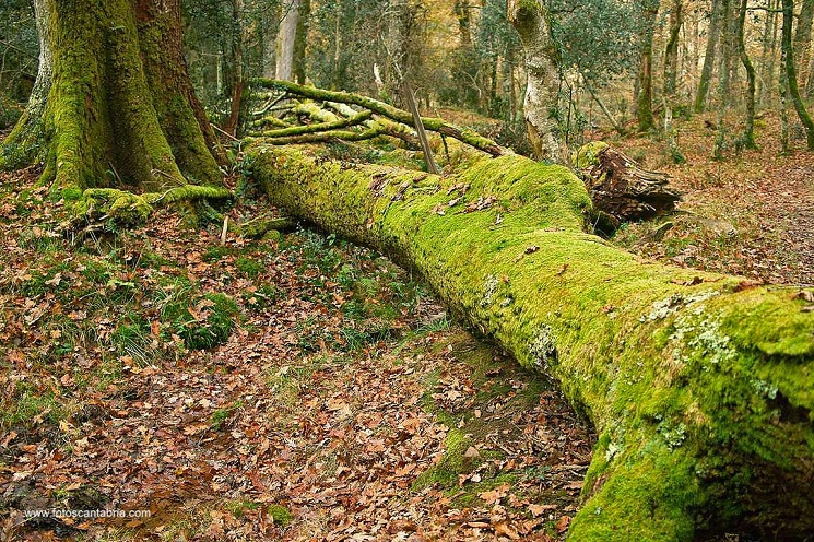 Bosque de Cantabria